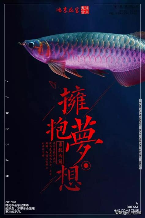 龍魚壽命|龍魚的壽命有多長，能活幾年